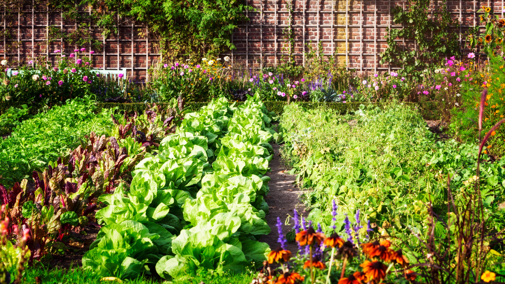 Zdjęcie Zakaz uprawy warzyw w ogródku?! Czy Unia Europejska dokona takich zmian?! #1